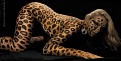 Klicke auf die Grafik fr eine vergrerte Ansicht

Name: bodypainting leopard gepard (3).jpg
Ansichten: 104
Gre: 38,2 KB
ID: 26719