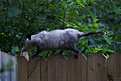 Opossum, eine Beutelratte in der Gre einer Hauskatze. Copyright: http://www.flickr.com/photos/pitmanra/808686142/, Lizenz CC BY-NC 2.0