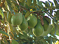 Avocadobaum, Sumatra-Tobasee